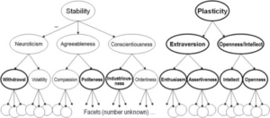 stability-plasticity-300x132.png